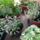 Bev Shaffer Herb Garden