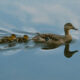 Bev Shaffer - So She Reminisced - Ducks in Pond