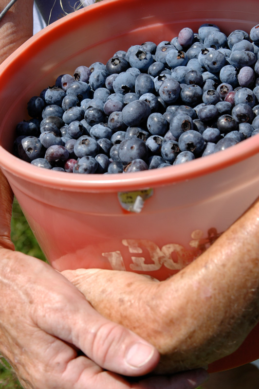 Bev Shaffer - So She Reminisced - Basket of Blueberries in Farmers Hands