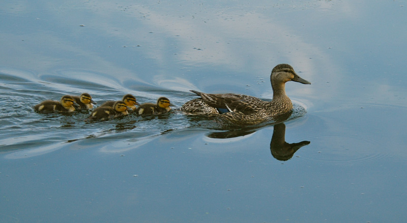 Bev Shaffer - So She Reminisced - Ducks in Pond