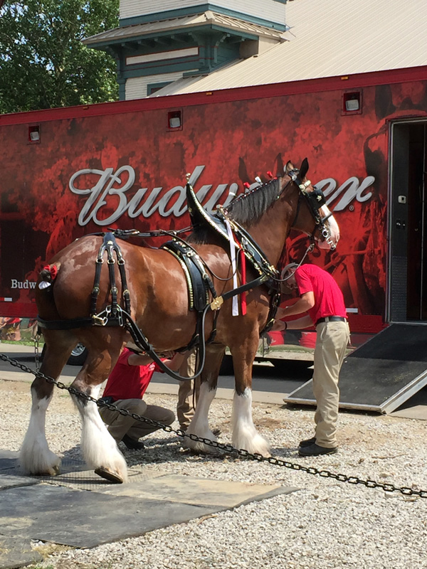Bev Shaffer - Do Not Let What You Cannot Do - Budweiser Clydesdale Horses at Ohio State Fair